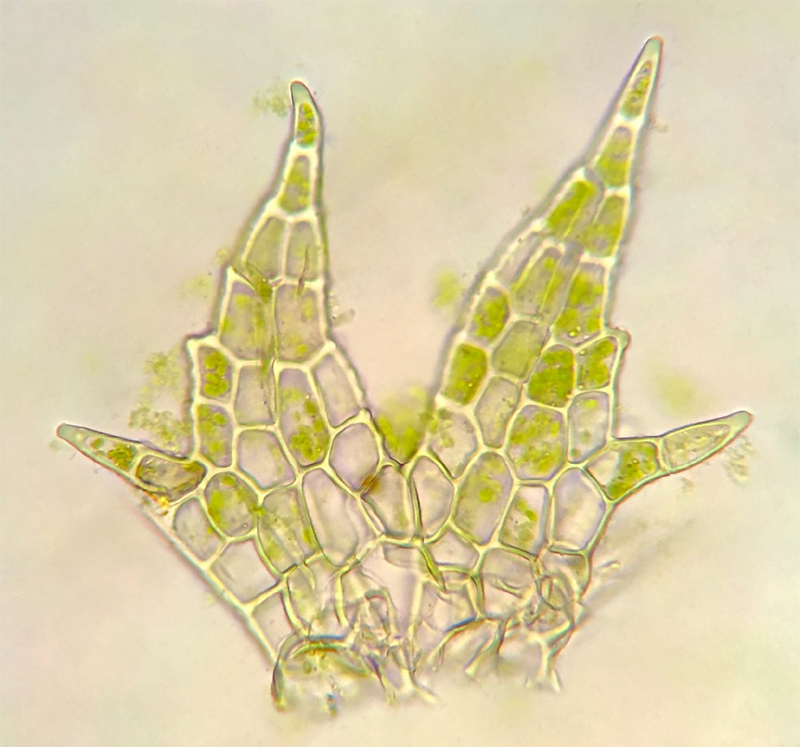 Cephaloziella elachista